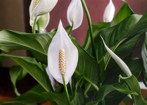 Peace Lily Image