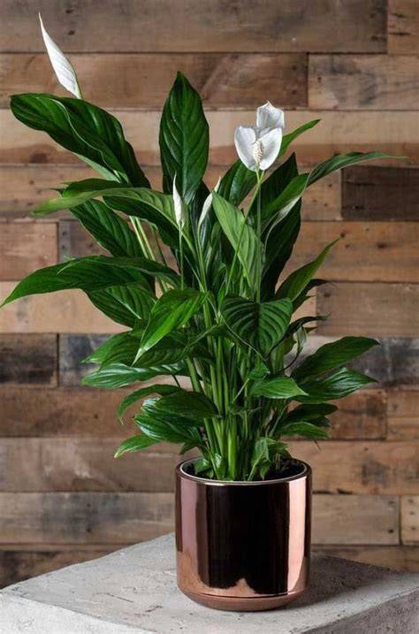 What You Need To Know About Peace Lily Oxygen Night