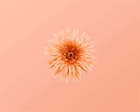 Peachy Dreams Awaken with Stunning Peach Color Wallpaper on Tumblr