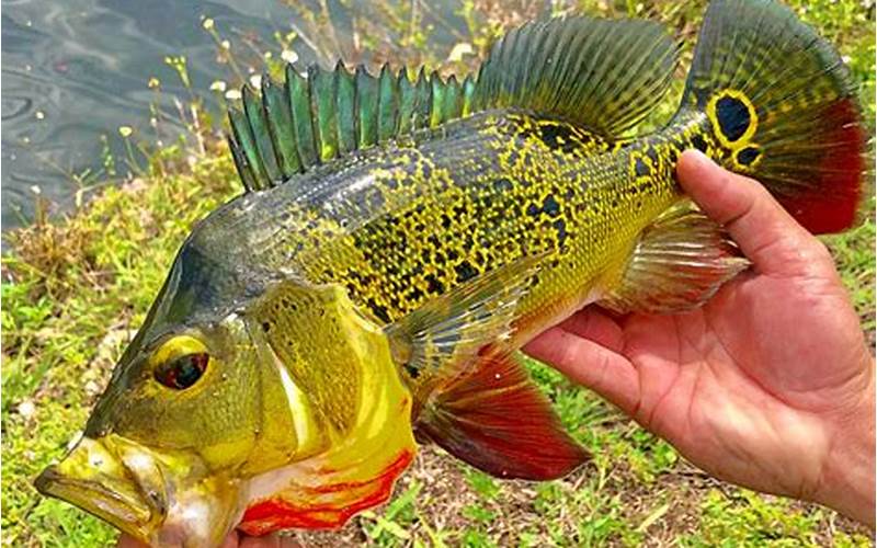 Peacock Bass Fish