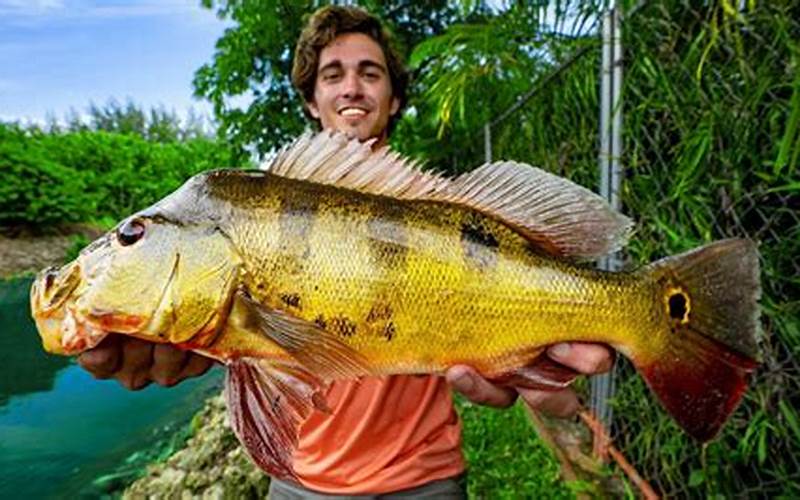 Peacock Bass Fishing Spot In Florida