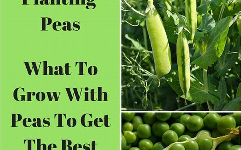 Peas Companion Planting