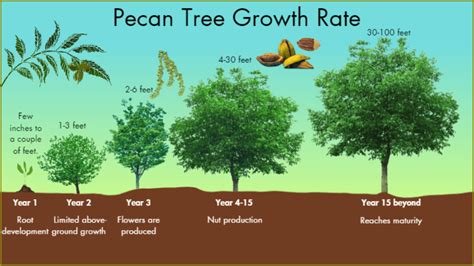 Pecan Tree Root System