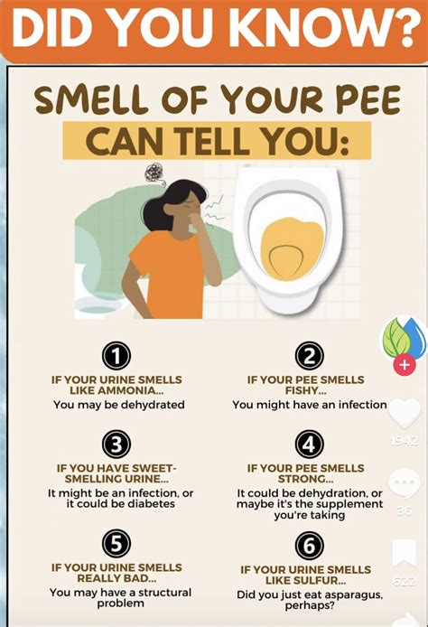 Pungent Pee Predicament: Exploring the Reasons Why Your Urine Smells Bad for Months