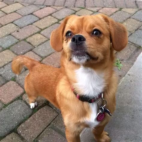 My pup half beagle half Pekingese 😁 she's so pretty Beagle, Pekingese