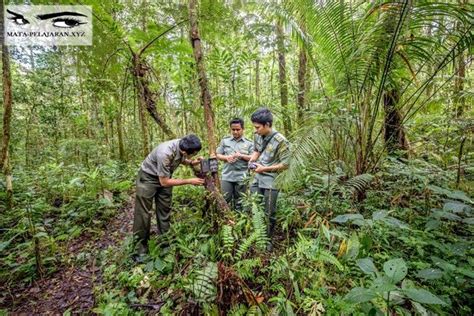 Pelestarian Tumbuhan di Indonesia