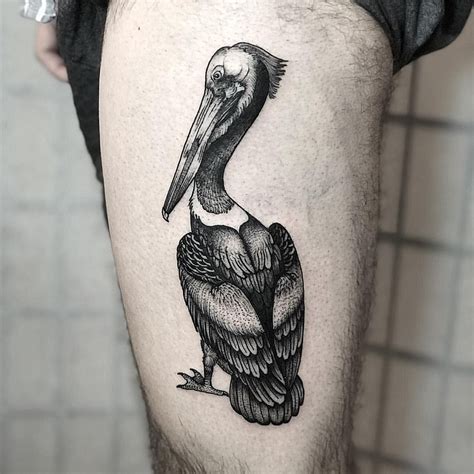 50 Pelican Tattoos For Men Water Bird Design Ideas