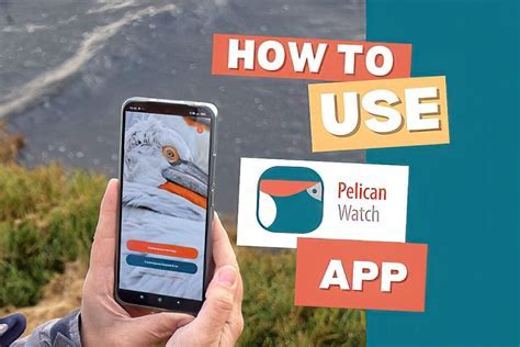 Pelican Watch Program in Wisconsin