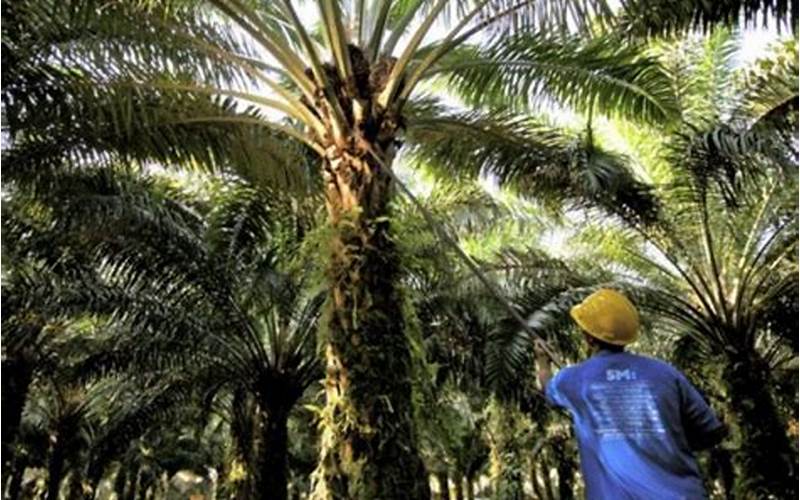 Peluang Usaha di Bidang Perkebunan