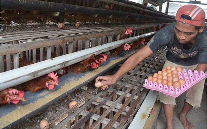 Peluang Usaha Ternak Ayam di Indonesia