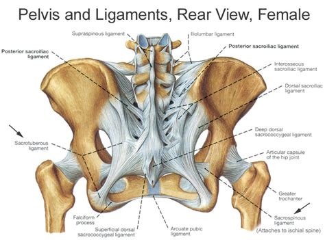 Ligaments Posterior Pelvis Donny Perry Flickr