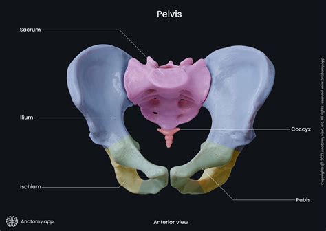 Pelvic Anatomy & Diseases: Understand Your Health.