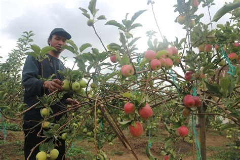 Pemanenan Buah Apel yang Melimpah indonesia