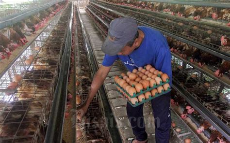 Pemanfaatan Telur Ayam bagi Peternak dan Konsumen