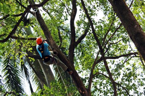 Pemangkasan Pohon yang Benar Indonesia