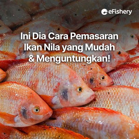 Pemasaran Ikan Nila Merah