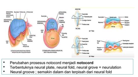 Pembentukan Organ