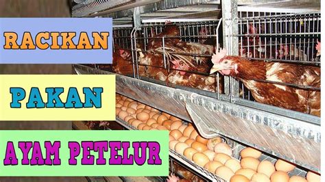 Pemberian Pakan Ayam Prebiotik