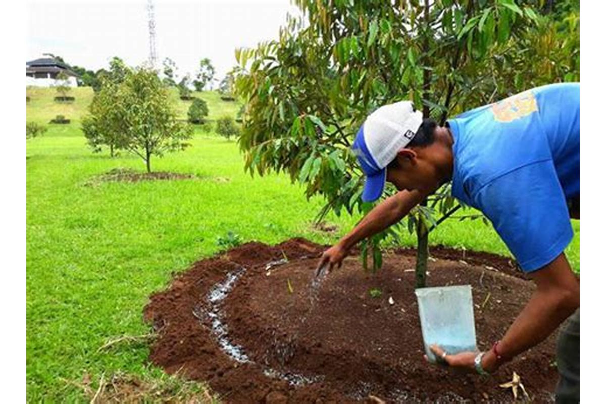Pemberian pupuk yang cukup untuk tumbuh kedelai di Indonesia