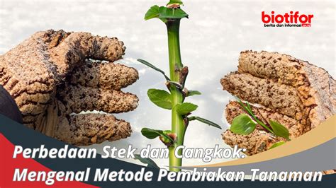 Pembiakan