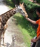 Pembiakan Satwa Dilindungi di Kebun Binatang Bandung