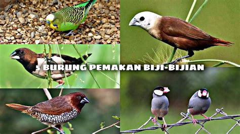 Pembiakan burung pemakan bijian di Indonesia