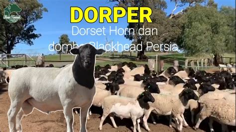 Pemeliharaan Domba Dorset