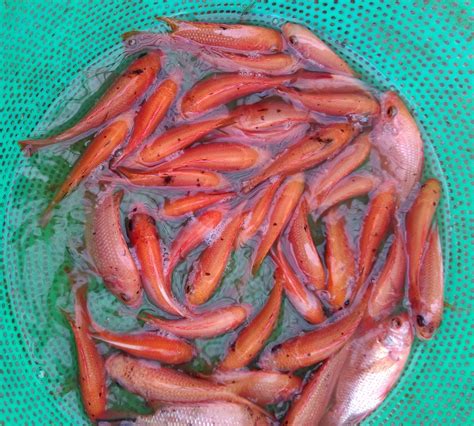 Pemilihan Bibit Ikan Nila Merah