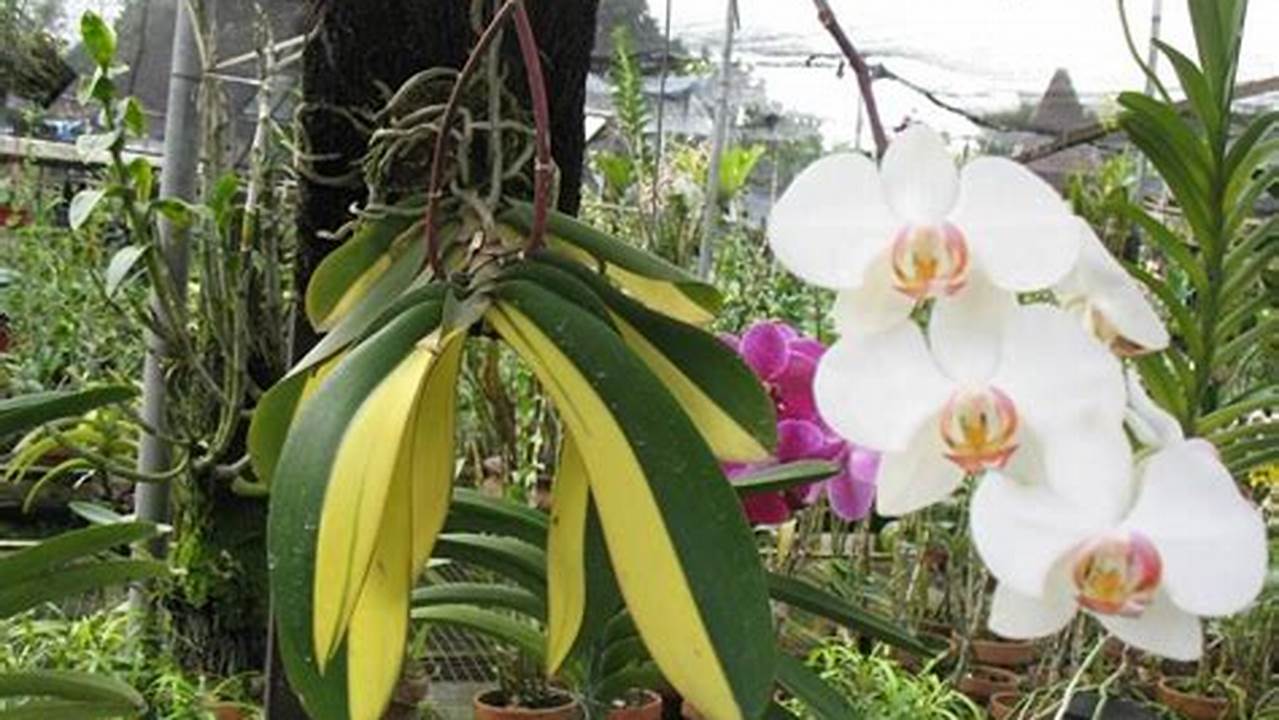 Rahasia Terungkap: Panduan Lengkap Menanam dan Merawat Anggrek Phalaenopsis
