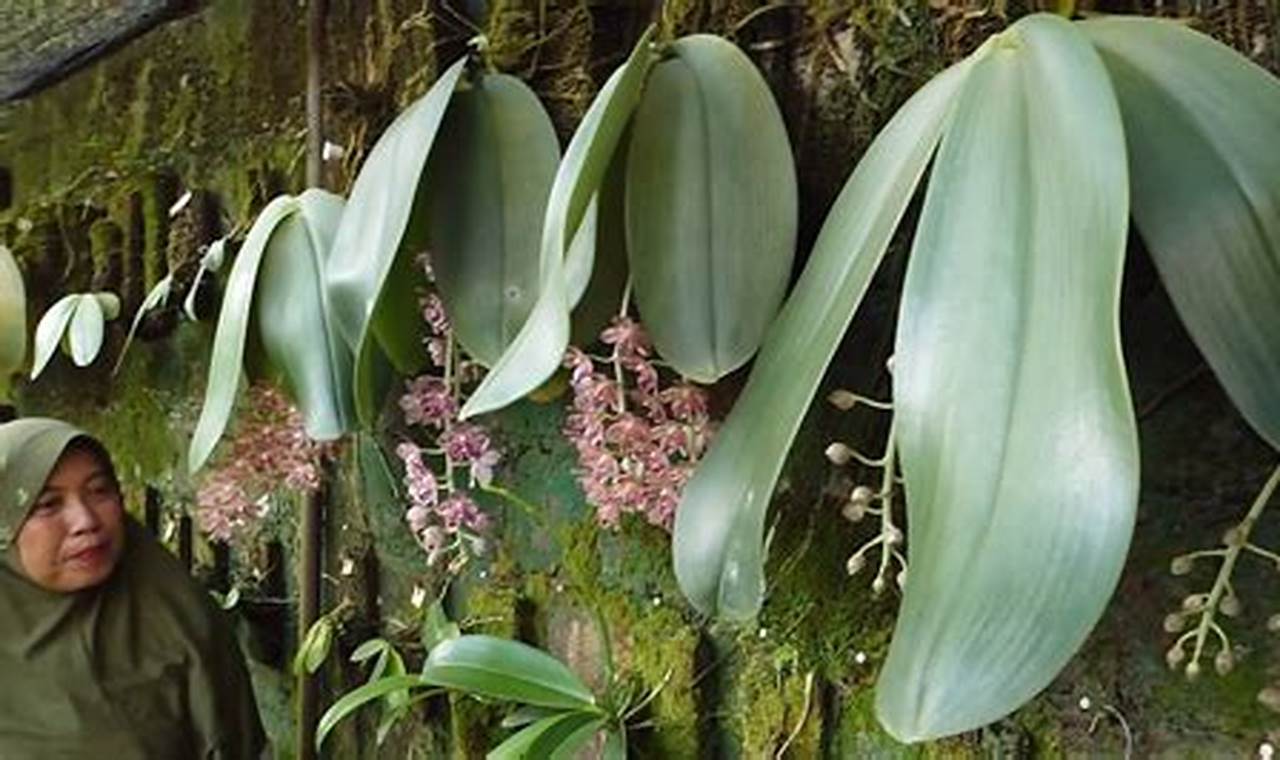 Rahasia Terungkap: Panduan Lengkap Menanam dan Merawat Anggrek Phalaenopsis