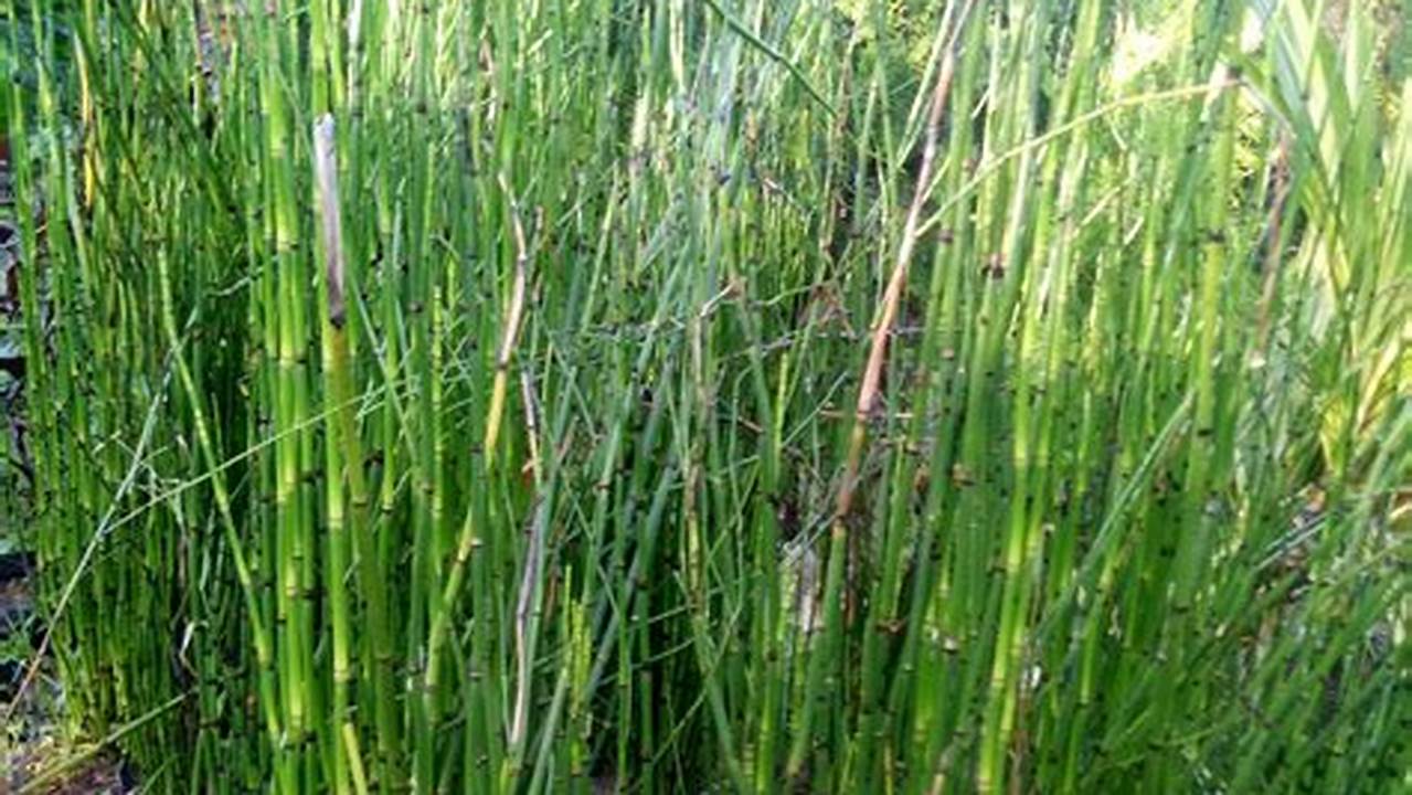 Rahasia Menanam dan Merawat Bambu Air untuk Tanaman Hias yang Menawan