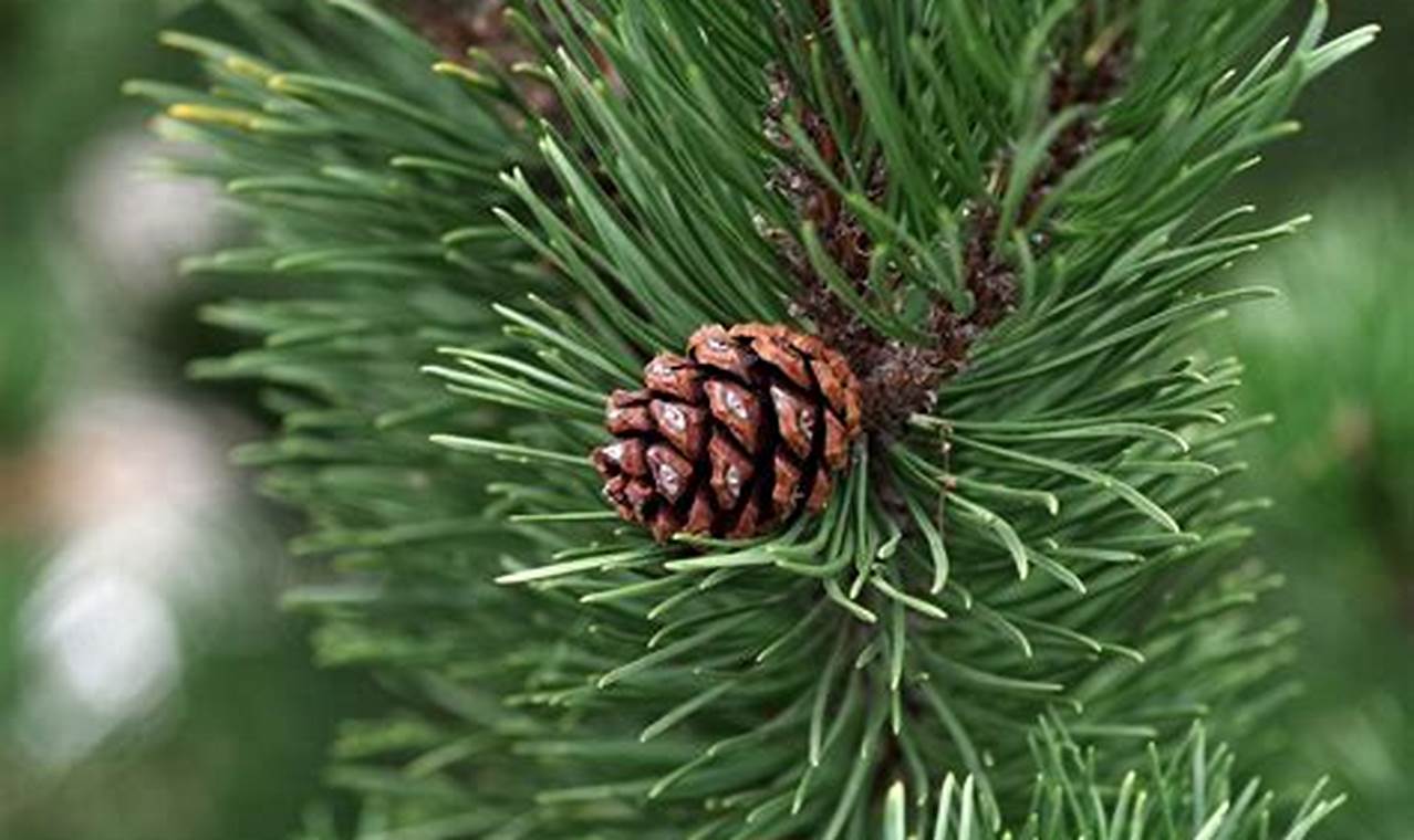 Rahasia Budidaya Pinus Unggulan untuk Keuntungan Maksimal