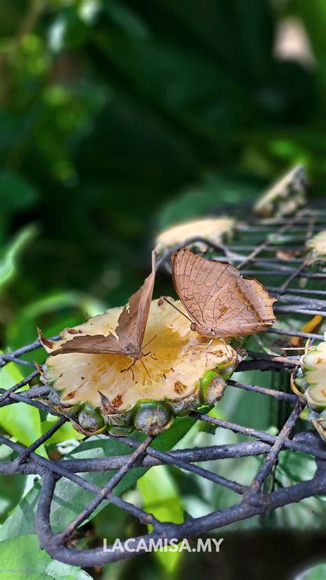 Penang Butterfly Farm