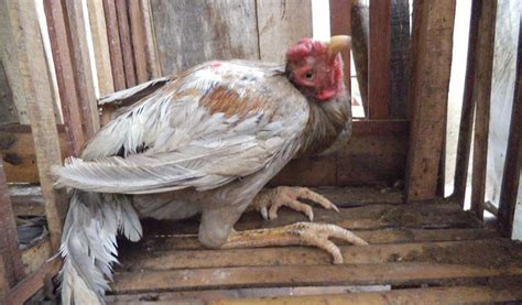 Penanganan Penyakit yang Umum pada Anak Ayam Bangkok
