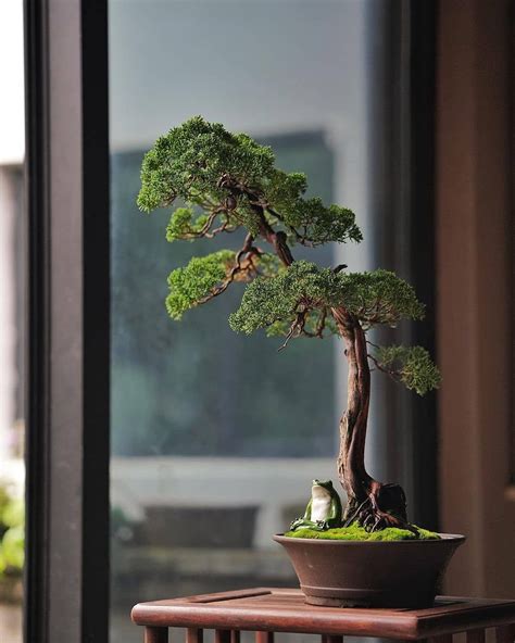 Pencahayaan bonsai