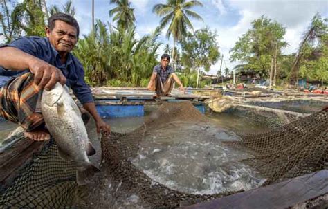 Pencarian Ikan di Indonesia
