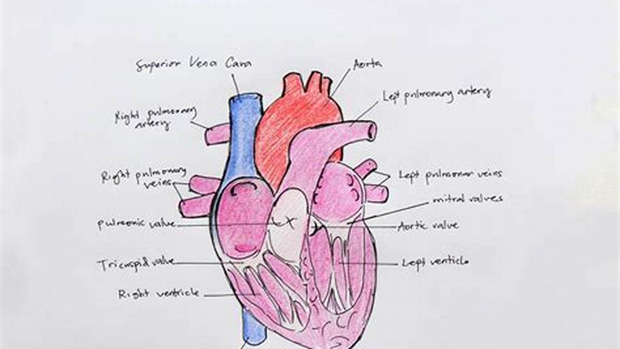 Draw a schematic diagram of human heart. Brainly.in