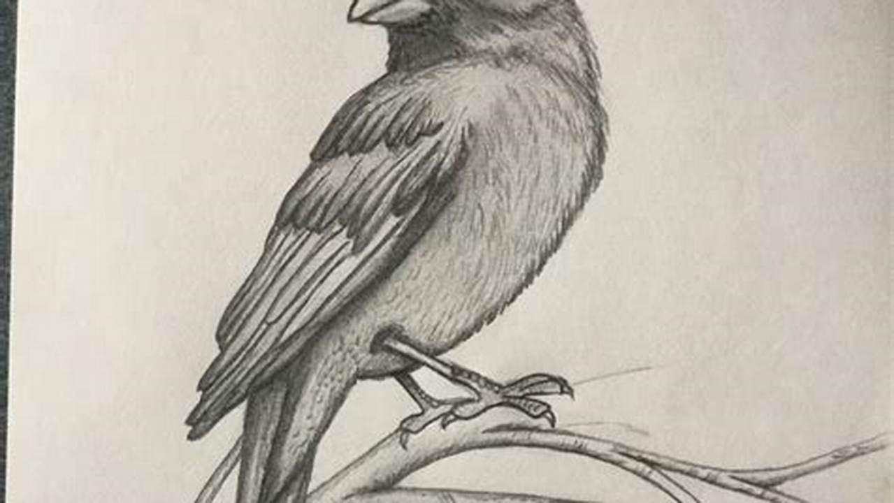 Pencil Sketch Drawing Birds: A Guide for Beginners