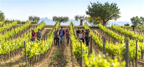 Penedes Wine Tour