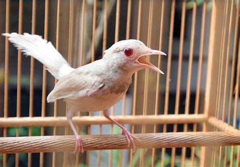 Pengenalan Harga Burung Murai Albino