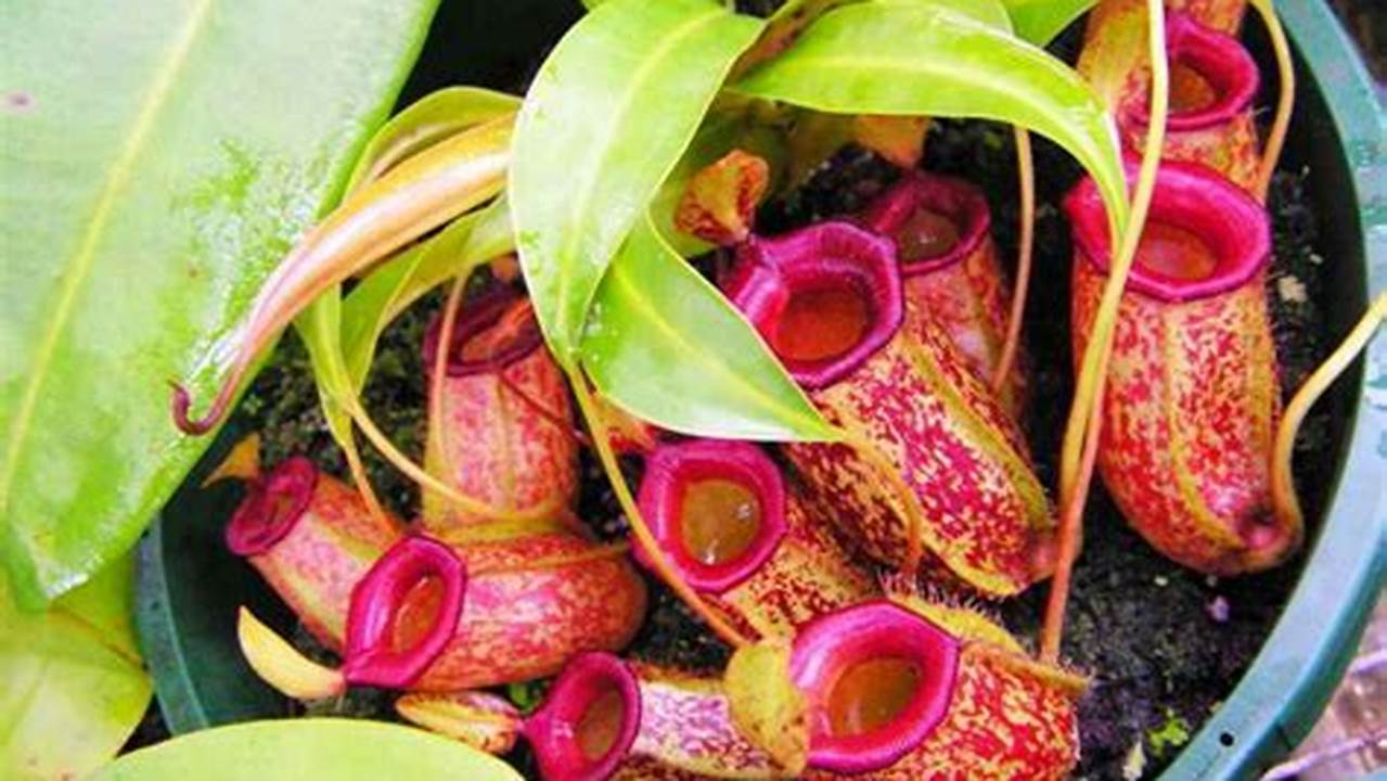 Rahasia Mengendalikan Hama dan Penyakit Bunga Kantong Semar (Nepenthes spp) Terungkap!