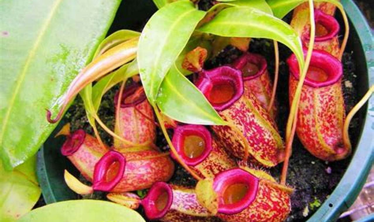 Rahasia Mengendalikan Hama dan Penyakit Bunga Kantong Semar (Nepenthes spp) Terungkap!