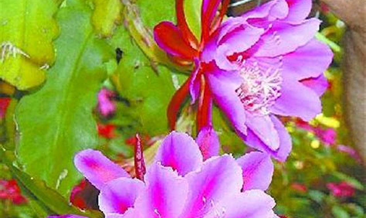 Rahasia Mengatasi Hama dan Penyakit Bunga Wijaya Kusuma (Epiphyllum anguliger)!