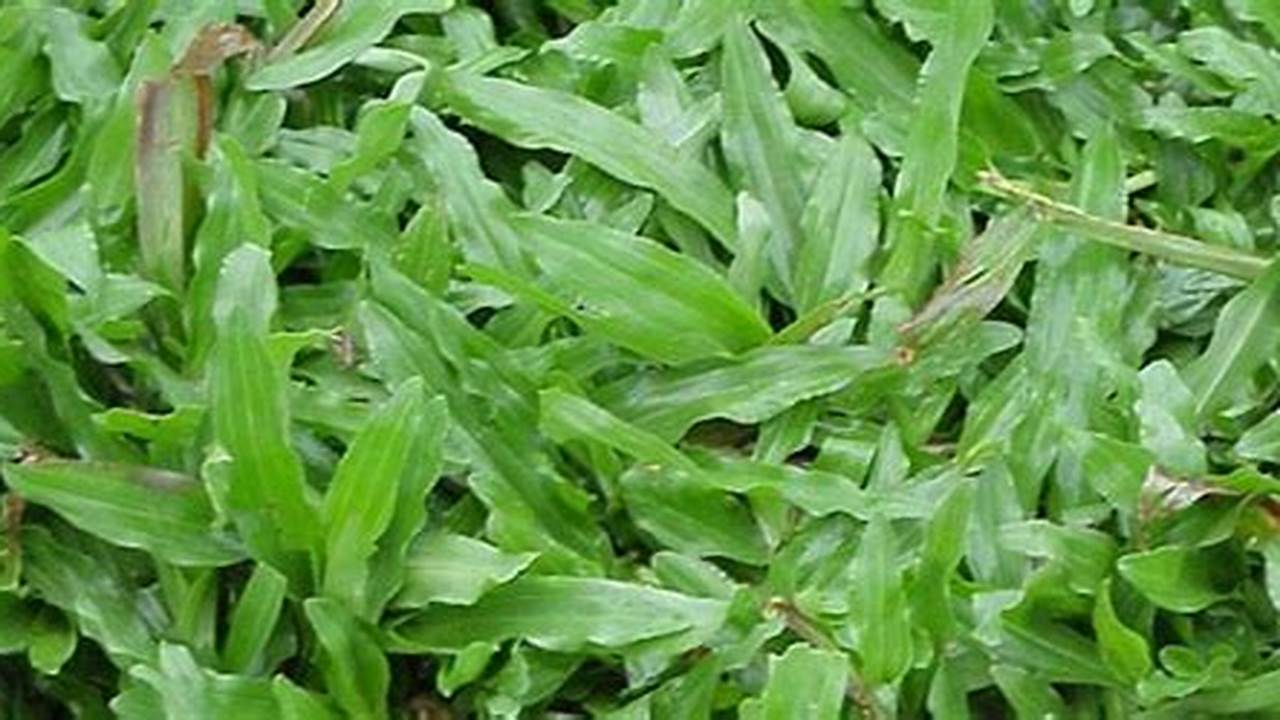 Rahasia Terungkap: Kendalikan Hama dan Penyakit Rumput Pautan untuk Tanaman Hias yang Indah