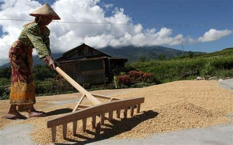 Pengeringan padi di Indonesia