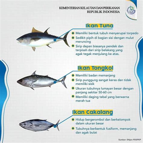 Pengertian Ikan Tuna