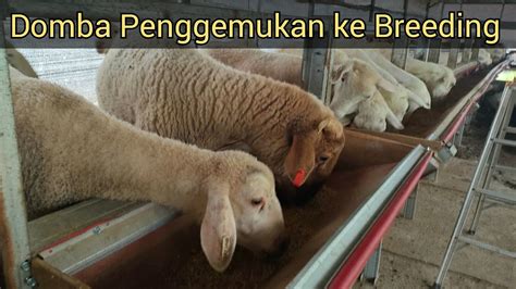 Penggemukan Domba Betina untuk Hasil yang Menguntungkan di Indonesia