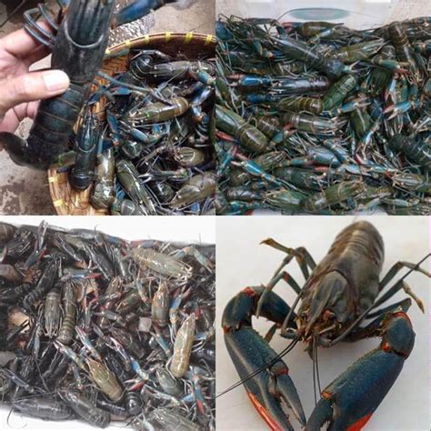 Pengiriman Lobster Online Indonesia
