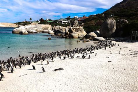 Penguin Beach