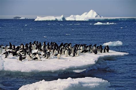 Penguin Habitat